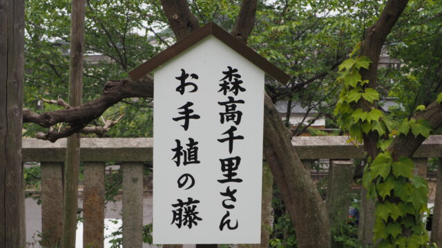 森高千里さんお手植えの藤：八雲神社の写真です。