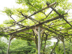 八雲神社の藤棚の写真です。