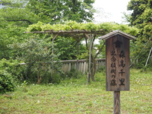 八雲神社の藤棚の写真です。