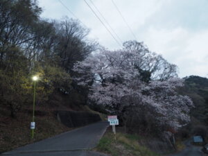 山前公園の桜の写真です。