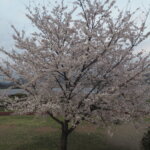 五十部運動公園前の桜の写真です。