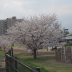 五十部運動公園前の桜の写真です。