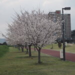 五十部運動公園前の桜の写真です。