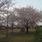 五十部運動公園前の桜の写真です。