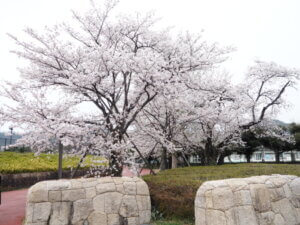 総合運動公園の入り口のソメイヨシノの写真です。
