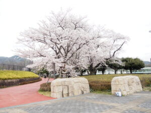 総合運動公園東側出入り口の桜の写真です。