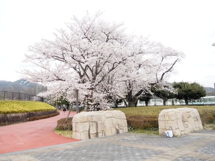 総合運動公園東側出入り口の桜の写真です。