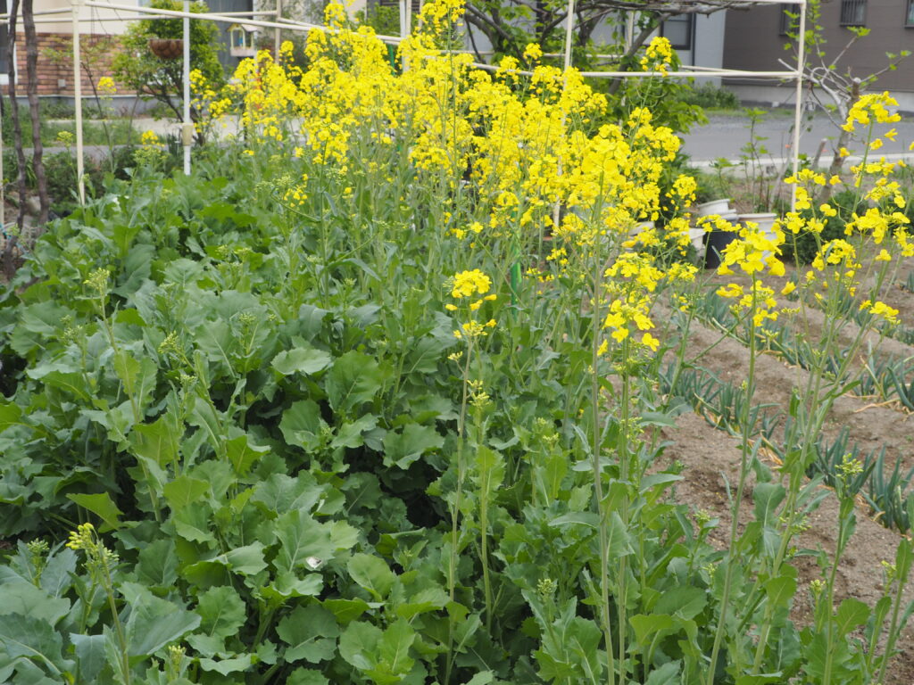 かき菜の花の写真です。