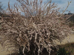 あしかがフラワーパーク・春の花まつり：ユキヤナギの写真です。