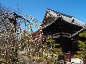 足利三十三観音霊場巡り：善徳寺本堂と境内に咲く梅の写真です。
