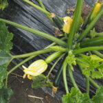 ズッキーニの写真です。