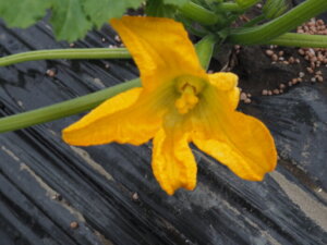ズッキーニの花の写真です。