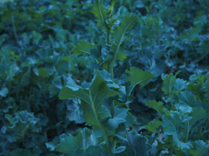 かき菜の写真です。