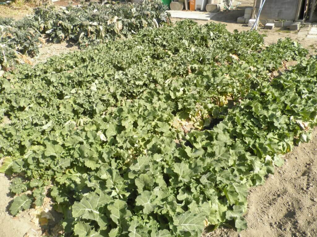 「かき菜」という北関東特有の野菜の写真