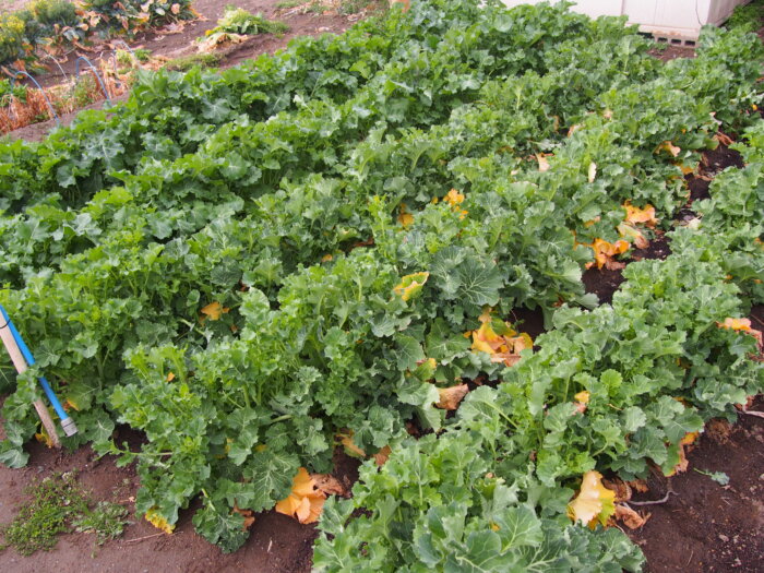 「かき菜」の写真です。