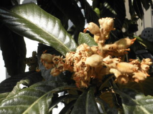 ビワの花の写真です。