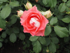 バラ:るる の写真です。