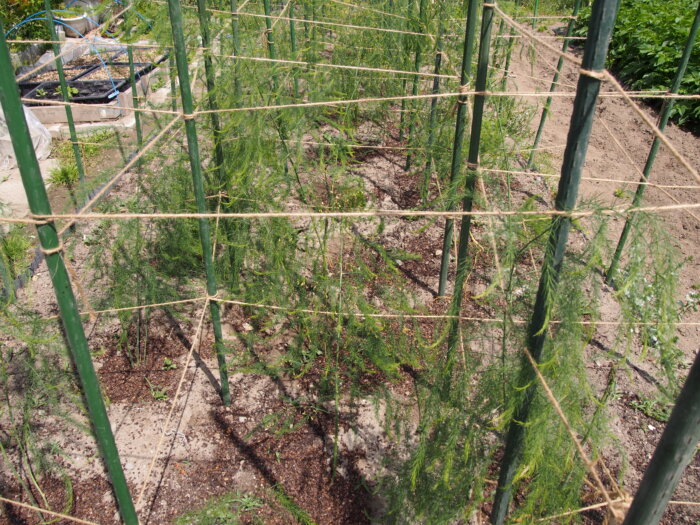 アスパラガスの写真です。