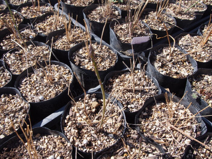 アスパラガスの苗の写真です。