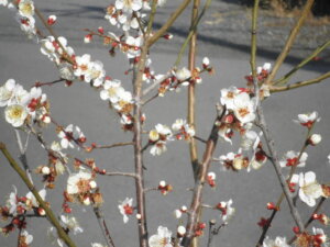 梅の花の写真です。