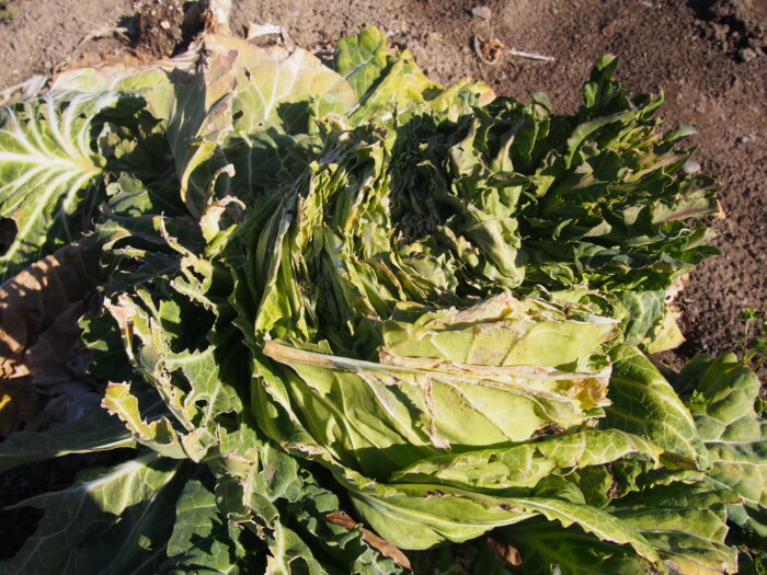 キャベツのトウ立ちの写真です。