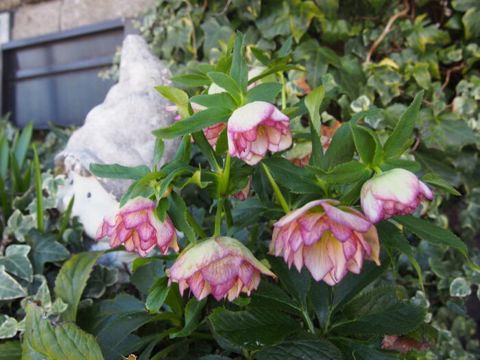 クリスマスローズの写真です。