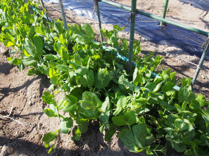 サヤエンドウの写真です。