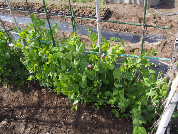 サヤエンドウの写真です。