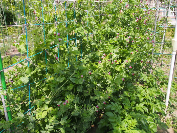 サヤエンドウの写真です。