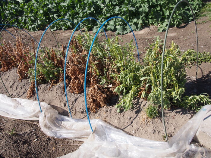 冬越したシュンギクの写真です。