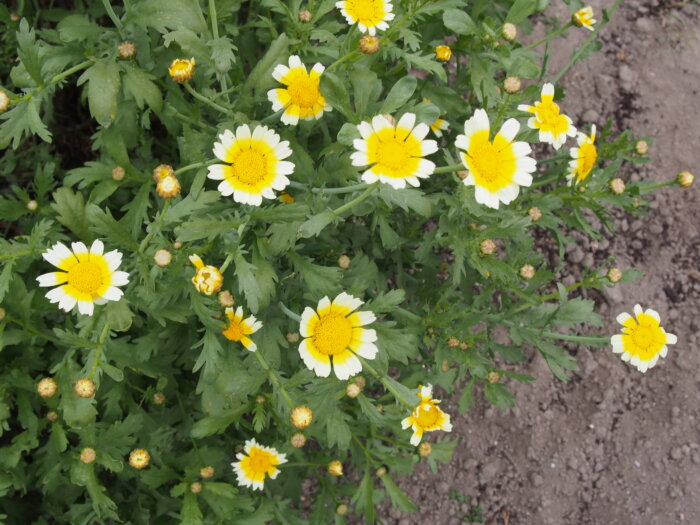 シュンギクの花の写真です。