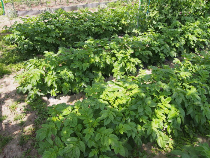 ジャガイモ「キタアカリ」の生育状況の写真です。