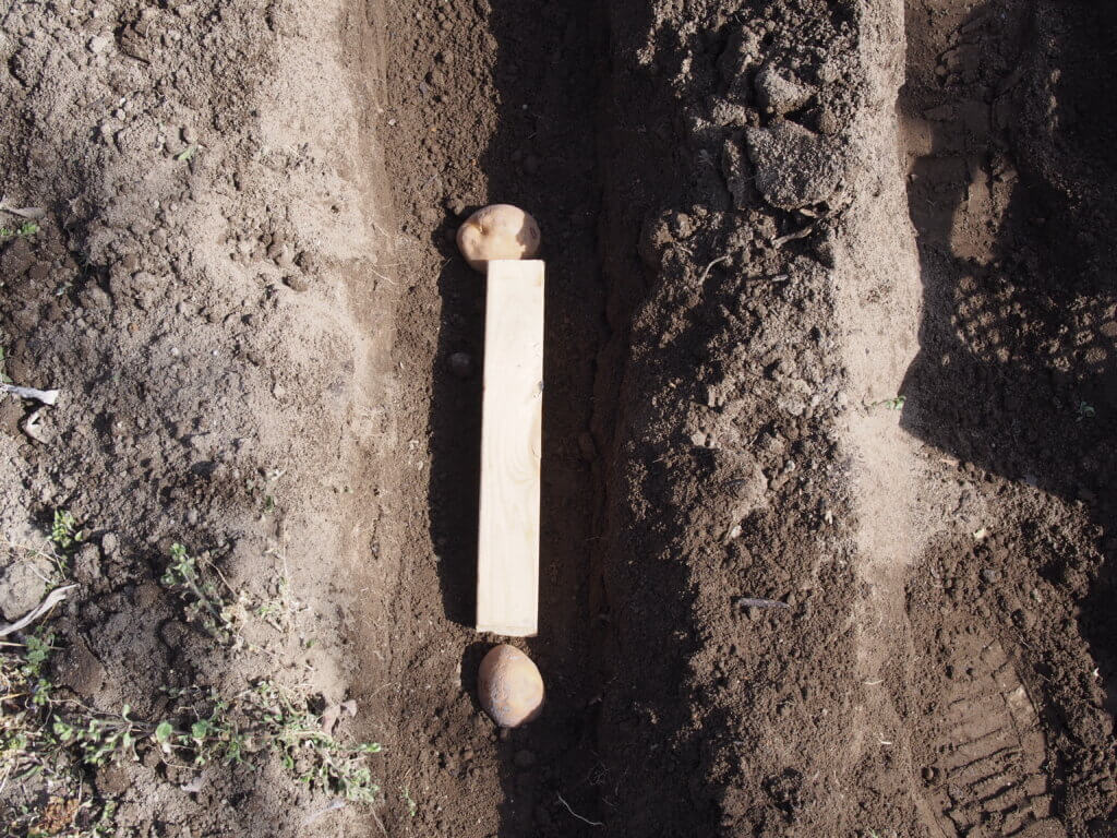 種いもを並べている写真です。