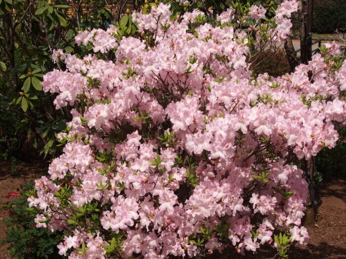 ツツジの写真です。