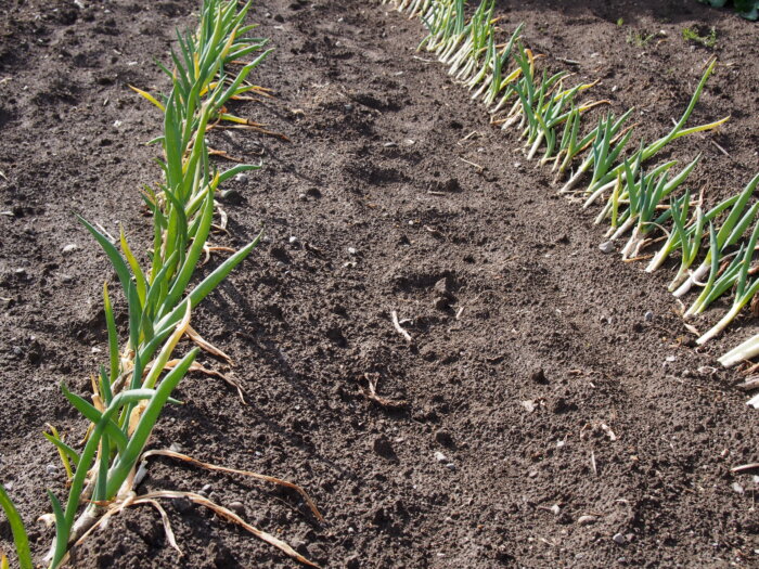 ネギの写真です。