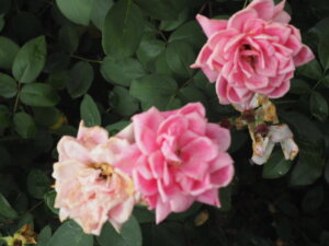 バラ:ピンクサクリーナの写真です。