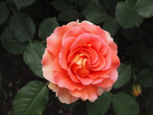 バラ:ブラスバンドの写真です。