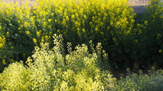 ブロッコリーと、かき菜の花の写真です。
