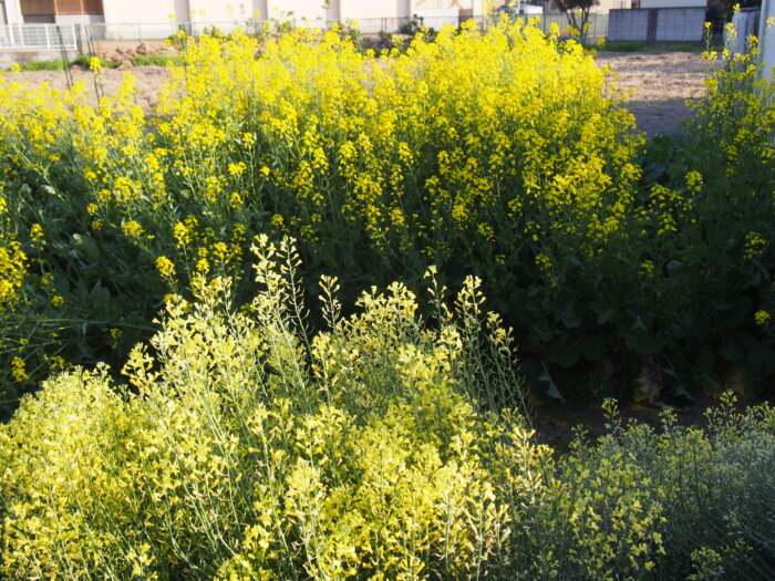 ブロッコリーと、かき菜の花の写真です。