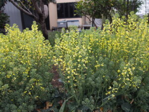 ブロッコリーの花の写真です。