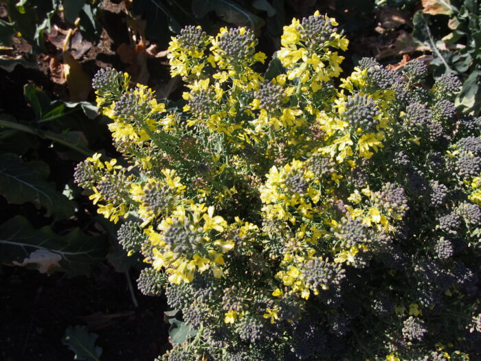ブロッコリーの花の写真です。
