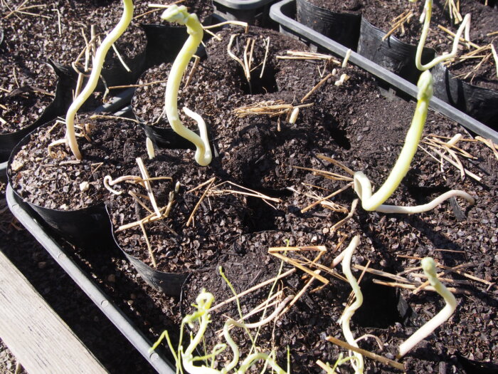 ホワイトアスパラの写真です。