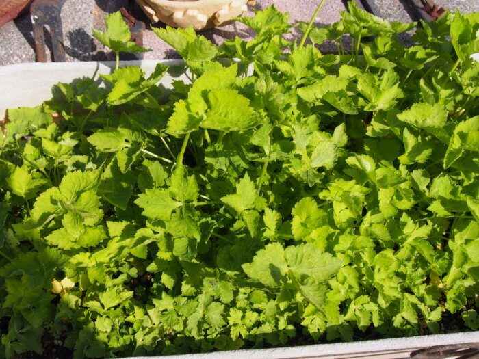 プランターのミツバの写真です。