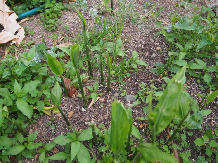 ミョウガの芽の写真です。