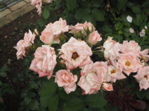バラ:優花の写真です。
