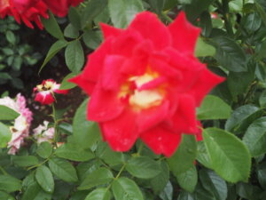 バラ:希望の写真です。