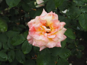 バラ:熱情の写真です。