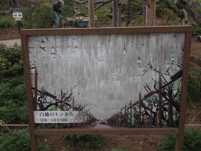 白藤案内版の写真です。