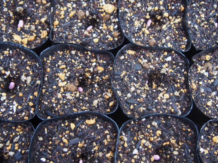 ポット中央に指で開けた穴に種をまいた写真です。