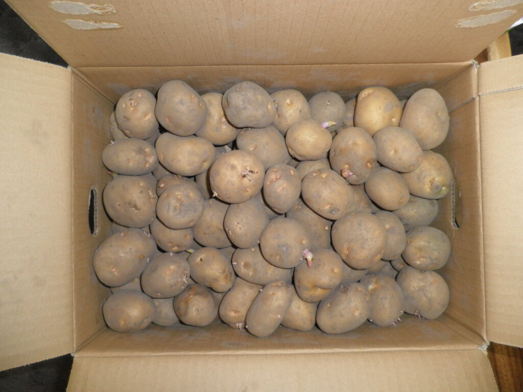 種ジャガイモの写真です。